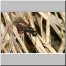 Priocnemis melanosoma - Wegwespe w13a 8mm OS-Hasbergen-Lehmhuegel.jpg